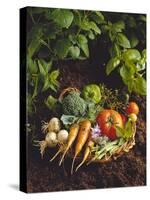 Willow Basket of Fresh Vegetables and Borage Flowers-Walter Cimbal-Stretched Canvas