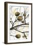 Willow Blooms II-Jennifer Goldberger-Framed Art Print