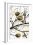 Willow Blooms II-Jennifer Goldberger-Framed Art Print