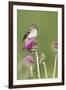 Willow Flycatcher (Empidonax traillii) adult, perched on thistle, USA-S & D & K Maslowski-Framed Photographic Print