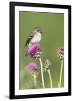 Willow Flycatcher (Empidonax traillii) adult, perched on thistle, USA-S & D & K Maslowski-Framed Photographic Print