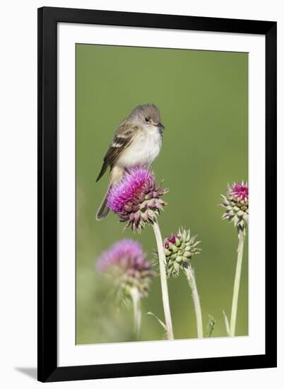 Willow Flycatcher (Empidonax traillii) adult, perched on thistle, USA-S & D & K Maslowski-Framed Photographic Print