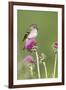 Willow Flycatcher (Empidonax traillii) adult, perched on thistle, USA-S & D & K Maslowski-Framed Photographic Print