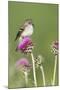 Willow Flycatcher (Empidonax traillii) adult, perched on thistle, USA-S & D & K Maslowski-Mounted Photographic Print