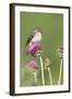 Willow Flycatcher (Empidonax traillii) adult, perched on thistle, USA-S & D & K Maslowski-Framed Photographic Print