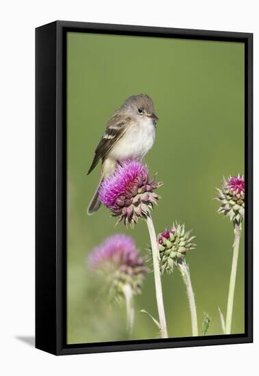 Willow Flycatcher (Empidonax traillii) adult, perched on thistle, USA-S & D & K Maslowski-Framed Stretched Canvas