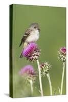 Willow Flycatcher (Empidonax traillii) adult, perched on thistle, USA-S & D & K Maslowski-Stretched Canvas