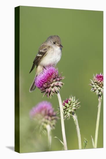 Willow Flycatcher (Empidonax traillii) adult, perched on thistle, USA-S & D & K Maslowski-Stretched Canvas
