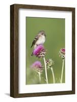 Willow Flycatcher (Empidonax traillii) adult, perched on thistle, USA-S & D & K Maslowski-Framed Photographic Print