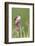 Willow Flycatcher (Empidonax traillii) adult, perched on thistle, USA-S & D & K Maslowski-Framed Photographic Print