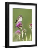 Willow Flycatcher (Empidonax traillii) adult, perched on thistle, USA-S & D & K Maslowski-Framed Photographic Print