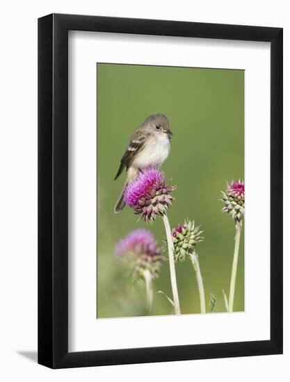 Willow Flycatcher (Empidonax traillii) adult, perched on thistle, USA-S & D & K Maslowski-Framed Photographic Print