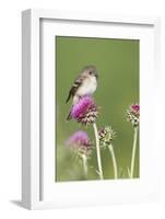 Willow Flycatcher (Empidonax traillii) adult, perched on thistle, USA-S & D & K Maslowski-Framed Photographic Print