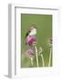 Willow Flycatcher (Empidonax traillii) adult, perched on thistle, USA-S & D & K Maslowski-Framed Photographic Print