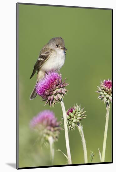 Willow Flycatcher (Empidonax traillii) adult, perched on thistle, USA-S & D & K Maslowski-Mounted Photographic Print