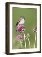 Willow Flycatcher (Empidonax traillii) adult, perched on thistle, USA-S & D & K Maslowski-Framed Photographic Print