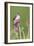Willow Flycatcher (Empidonax traillii) adult, perched on thistle, USA-S & D & K Maslowski-Framed Photographic Print