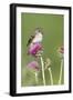 Willow Flycatcher (Empidonax traillii) adult, perched on thistle, USA-S & D & K Maslowski-Framed Photographic Print