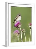 Willow Flycatcher (Empidonax traillii) adult, perched on thistle, USA-S & D & K Maslowski-Framed Photographic Print