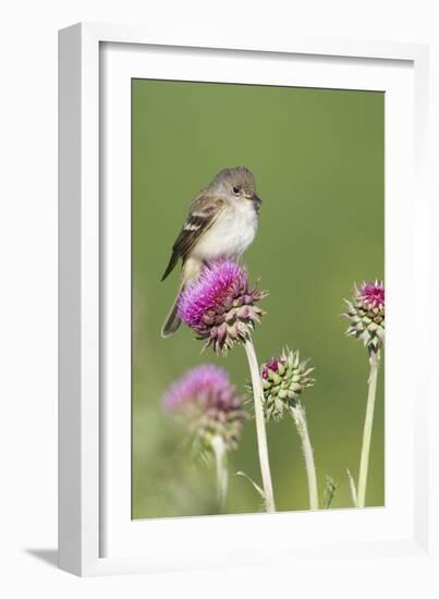 Willow Flycatcher (Empidonax traillii) adult, perched on thistle, USA-S & D & K Maslowski-Framed Photographic Print