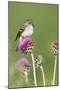 Willow Flycatcher (Empidonax traillii) adult, perched on thistle, USA-S & D & K Maslowski-Mounted Photographic Print