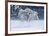 Willow, Frost and Fog in Valtellina, Lombardy, Italy-ClickAlps-Framed Photographic Print