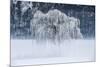 Willow, Frost and Fog in Valtellina, Lombardy, Italy-ClickAlps-Mounted Photographic Print