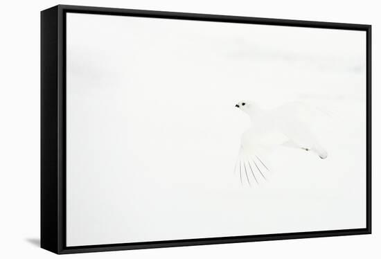 Willow grouse camouflaged against snow, Utsjoki, Finland-Markus Varesvuo-Framed Stretched Canvas