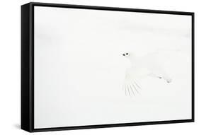 Willow grouse camouflaged against snow, Utsjoki, Finland-Markus Varesvuo-Framed Stretched Canvas