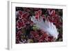 Willow Grouse (Lagopus Lagopus) Feather on Mountain Bearberry with Frost, Sarek Np, Lapland, Sweden-Cairns-Framed Photographic Print