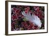 Willow Grouse (Lagopus Lagopus) Feather on Mountain Bearberry with Frost, Sarek Np, Lapland, Sweden-Cairns-Framed Photographic Print