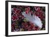 Willow Grouse (Lagopus Lagopus) Feather on Mountain Bearberry with Frost, Sarek Np, Lapland, Sweden-Cairns-Framed Photographic Print