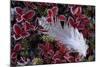 Willow Grouse (Lagopus Lagopus) Feather on Mountain Bearberry with Frost, Sarek Np, Lapland, Sweden-Cairns-Mounted Photographic Print