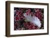 Willow Grouse (Lagopus Lagopus) Feather on Mountain Bearberry with Frost, Sarek Np, Lapland, Sweden-Cairns-Framed Photographic Print