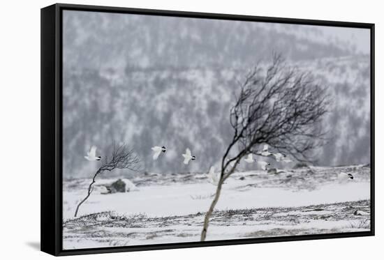 Willow Grouse (Lagopus Lagopus) Flock in Flight in Snow, Utsjoki, Finland, October-Markus Varesvuo-Framed Stretched Canvas