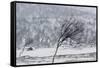 Willow Grouse (Lagopus Lagopus) Flock in Flight in Snow, Utsjoki, Finland, October-Markus Varesvuo-Framed Stretched Canvas