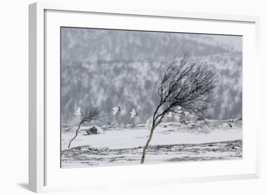 Willow Grouse (Lagopus Lagopus) Flock in Flight in Snow, Utsjoki, Finland, October-Markus Varesvuo-Framed Photographic Print