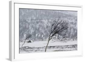 Willow Grouse (Lagopus Lagopus) Flock in Flight in Snow, Utsjoki, Finland, October-Markus Varesvuo-Framed Photographic Print