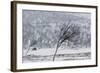 Willow Grouse (Lagopus Lagopus) Flock in Flight in Snow, Utsjoki, Finland, October-Markus Varesvuo-Framed Photographic Print