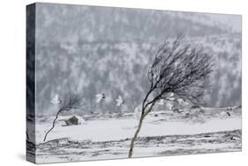 Willow Grouse (Lagopus Lagopus) Flock in Flight in Snow, Utsjoki, Finland, October-Markus Varesvuo-Stretched Canvas