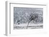 Willow Grouse (Lagopus Lagopus) Flock in Flight in Snow, Utsjoki, Finland, October-Markus Varesvuo-Framed Photographic Print