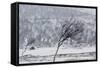 Willow Grouse (Lagopus Lagopus) Flock in Flight in Snow, Utsjoki, Finland, October-Markus Varesvuo-Framed Stretched Canvas