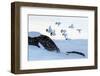 Willow grouse (Lagopus lagopus) flock in flight, Taymyr Peninsula, Siberia, Russia-Sergey Gorshkov-Framed Photographic Print