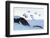 Willow grouse (Lagopus lagopus) flock in flight, Taymyr Peninsula, Siberia, Russia-Sergey Gorshkov-Framed Photographic Print