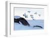 Willow grouse (Lagopus lagopus) flock in flight, Taymyr Peninsula, Siberia, Russia-Sergey Gorshkov-Framed Photographic Print