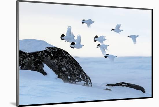 Willow grouse (Lagopus lagopus) flock in flight, Taymyr Peninsula, Siberia, Russia-Sergey Gorshkov-Mounted Photographic Print