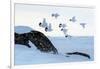 Willow grouse (Lagopus lagopus) flock in flight, Taymyr Peninsula, Siberia, Russia-Sergey Gorshkov-Framed Photographic Print