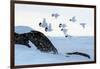 Willow grouse (Lagopus lagopus) flock in flight, Taymyr Peninsula, Siberia, Russia-Sergey Gorshkov-Framed Photographic Print