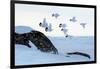 Willow grouse (Lagopus lagopus) flock in flight, Taymyr Peninsula, Siberia, Russia-Sergey Gorshkov-Framed Photographic Print