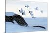 Willow grouse (Lagopus lagopus) flock in flight, Taymyr Peninsula, Siberia, Russia-Sergey Gorshkov-Stretched Canvas